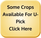 Some Crops Available For U-Pick Click Here
