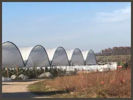 Haygrove Tunnels help combat disease by sheltering plants from rain.