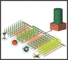 drip irrigation system delivers water and fertilizer directly to the roots