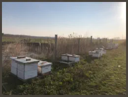 Bee hives